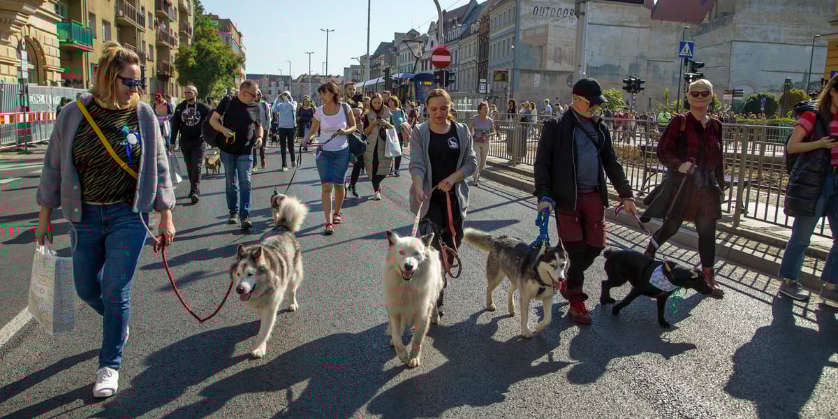 Parada psów przeszła dzisiaj (25 września) ulicami Wrocławia. Na zdjęciu właściciele psów idą środkiem ulicy, prowadząc psy na smyczy
