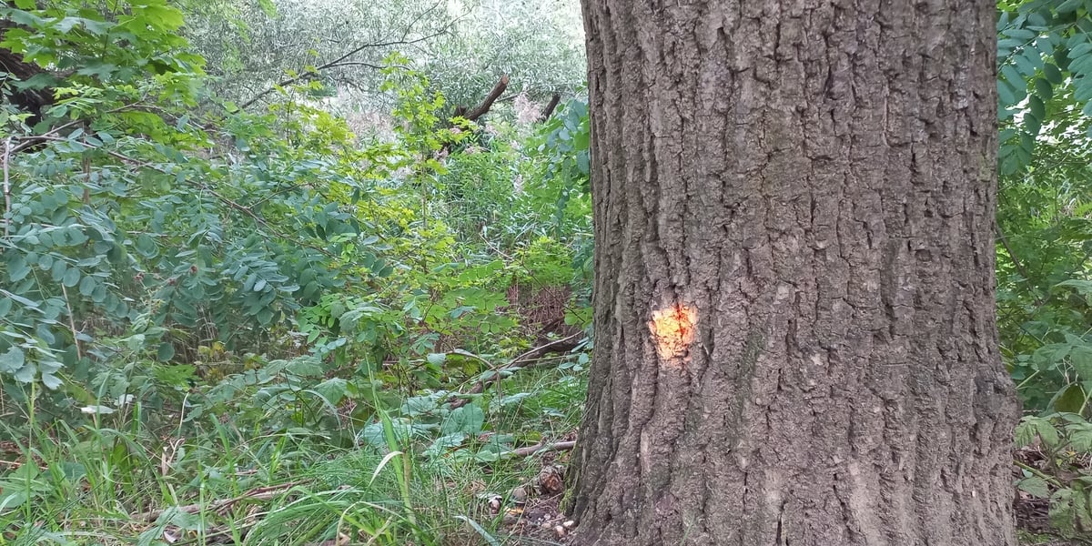 Na zdjęciu, na pniu drzewa jest pomarańczowa fluorescencyjna kropka