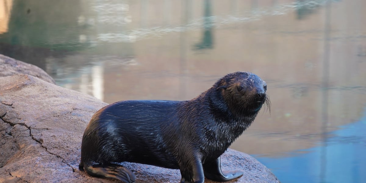Na zdjęciu kotik Alfie - mieszkaniec wrocławskiego zoo