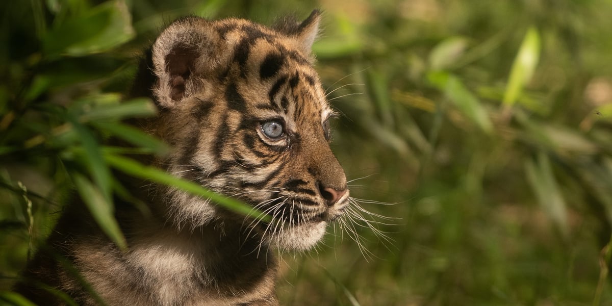 Surya, tygrysica sumatrzańska z wrocławskiego ogrodu zoologicznego