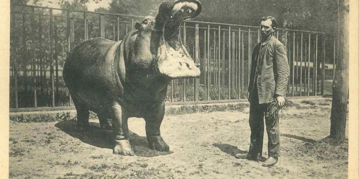 Przedwojenna pocztówka z wrocławskiego zoo. Na zdjęciu hipopotam Jakob ze swoim opiekunem