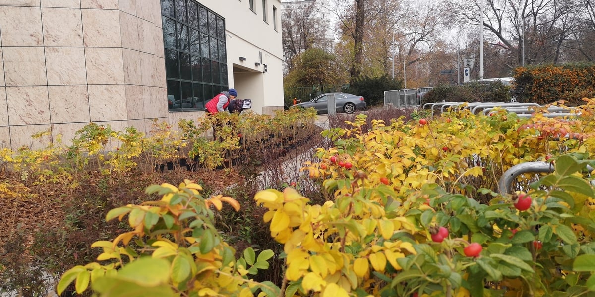 Na zdjęciu widać nowe nasadzenia przy ul. Podwale na placu Orląt Lwowskich we Wrocławiu