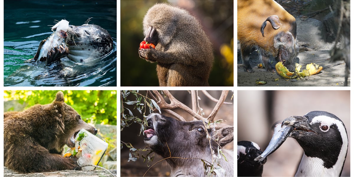 Na zdjęciu karmienie różnych zwierząt z wrocławskiego zoo