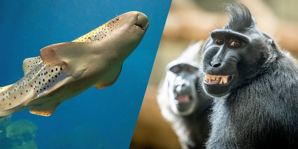Z prawej rekin brodaty, z lewej makak czubaty z wrocławskiego ZOO