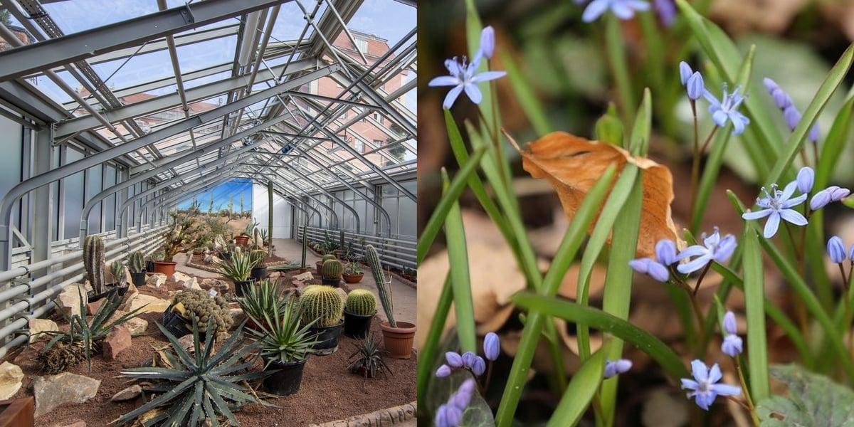 Na zdjęciu kwiaty z Ogrodu Botanicznego. Z lewej nowa szklarnia z sukulentami
