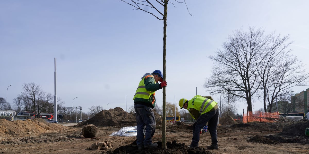 Drzewo za drzewem i tak 100 razy, aż na Nowym Dworze powstanie mały park.