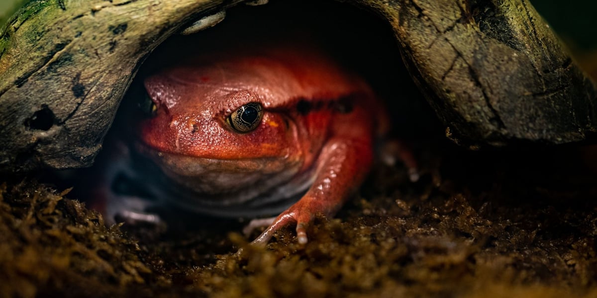 Żaba - piękniś pomidorowy.