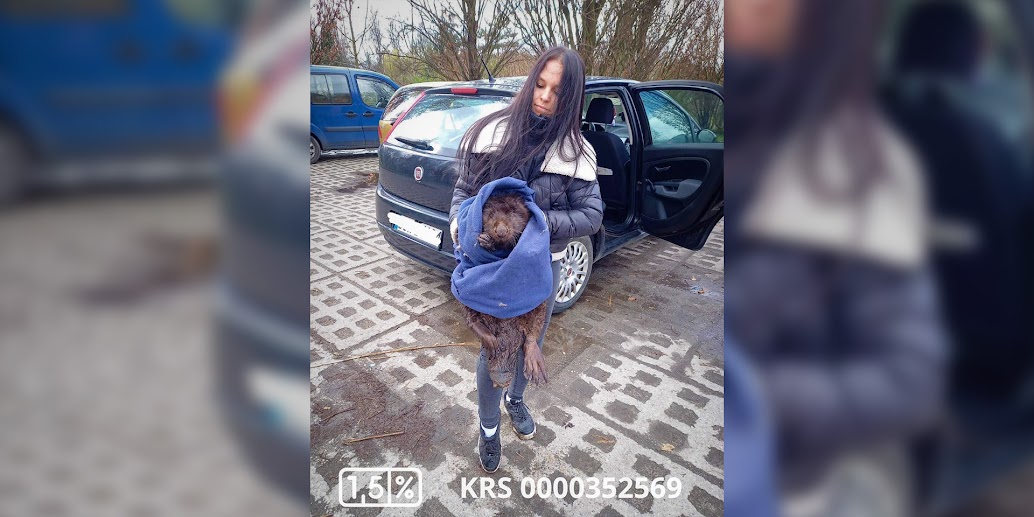 Na zdjęciu: kobieta z Ekostraży trzymająca bobra owiniętego w koc