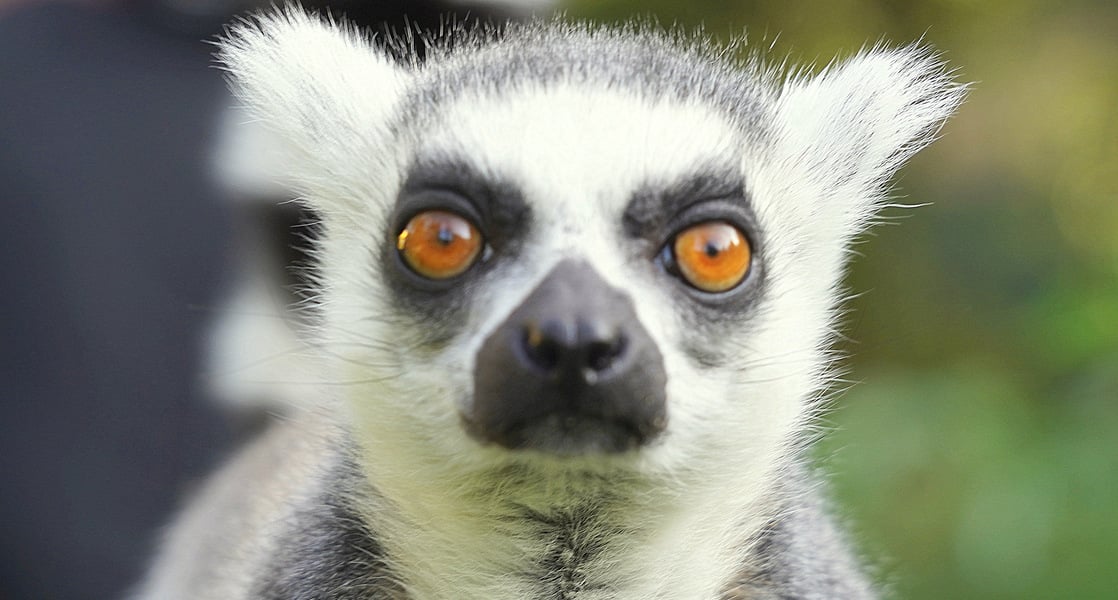 Lemur katta