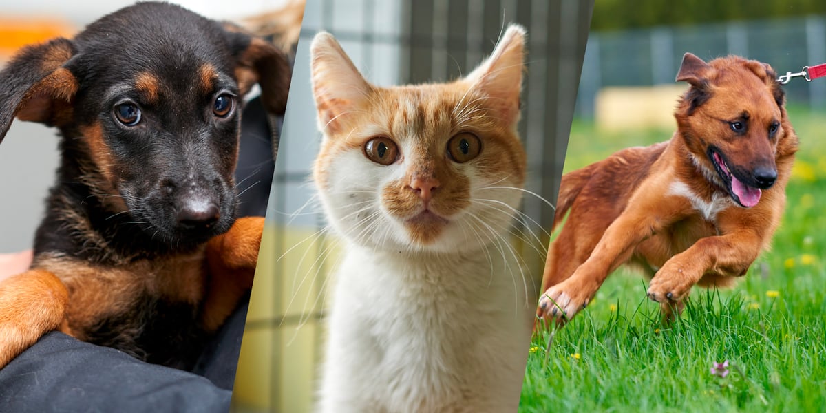 Psy i koty z wrocławskiego schroniska szukają domu. Poznajcie psy i koty do adopcji