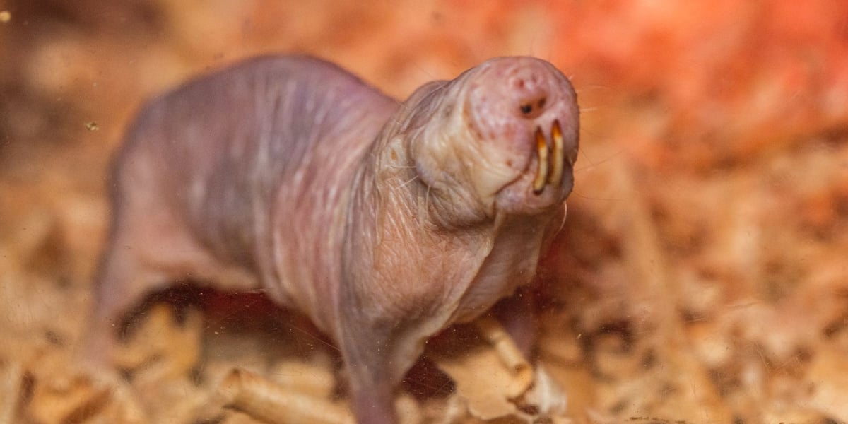 Golec piaskowy z wrocławskiego Afrykarium