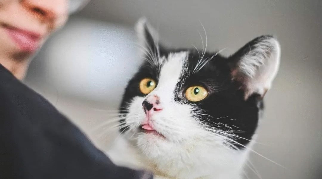 Ekostraż zaprasza na dzień otwarty, podczas którego możesz poznać zwierzęta do adopcji. Na zdjęciu biało-czarny kot w ramionach człowieka. 