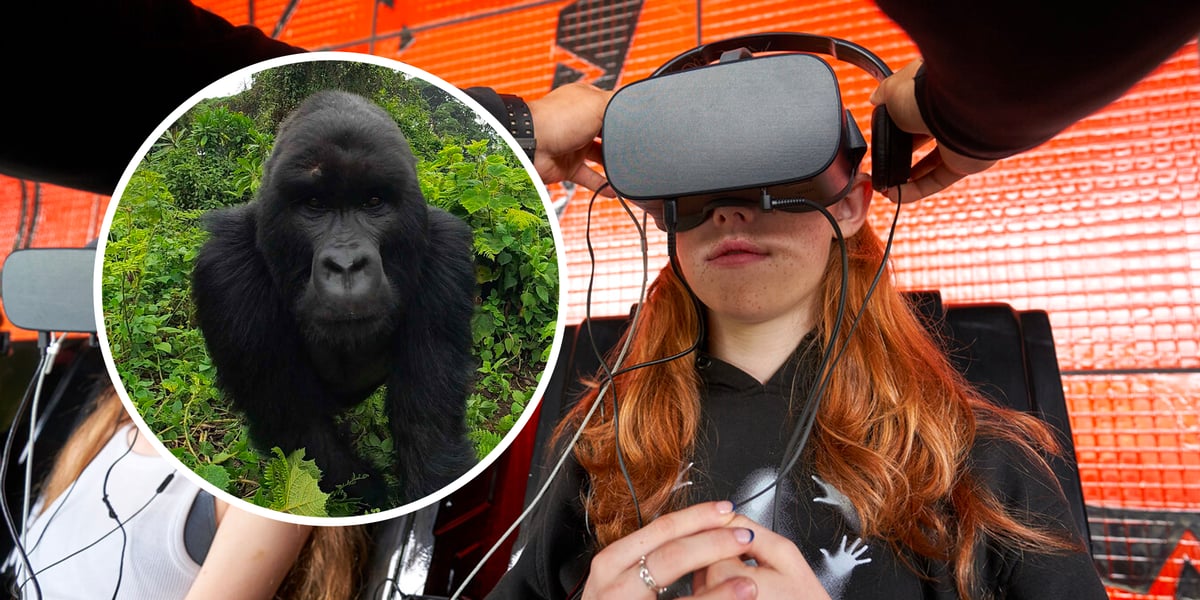 Nowa atrakcja we wrocławskim zoo - kino VR. Dziewczyna w goglach ogląda film, z lewej kadr z gorylem
