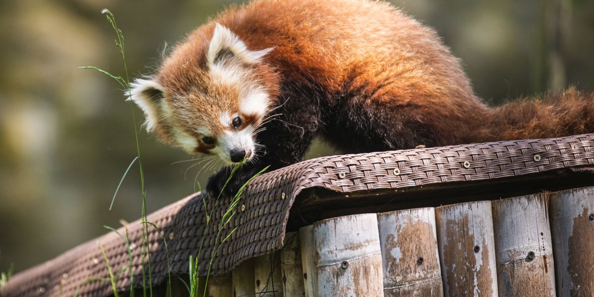Livi, nowa panda ruda, która przyjechała do wrocławskiego ZOO