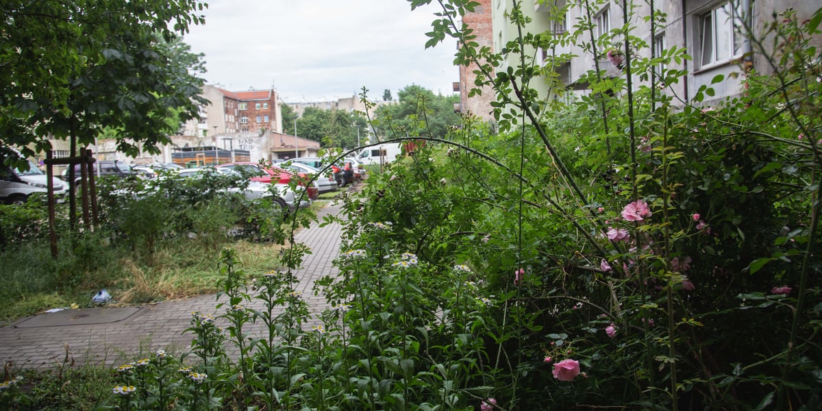 Zielona ulica Daszyńskiego na wrocławskim Ołbinie 