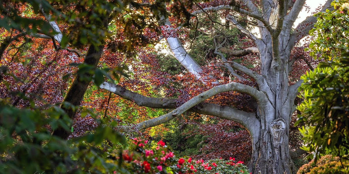 Buk z Arboretum Wojsławice