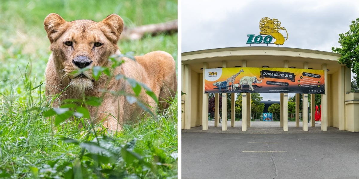Z lewej strony lew angolski, z prawej brama wejściowa Zoo Wrocław