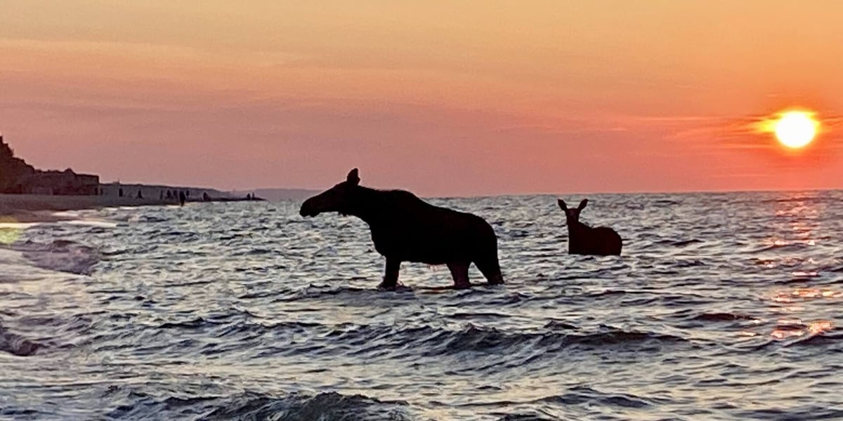 Para kąpiących się w Bałtyku łosi o zachodzie słońca.