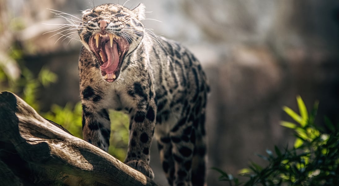 Międzynarodowy Dzień Pantery Mglistej we wrocławskim zoo