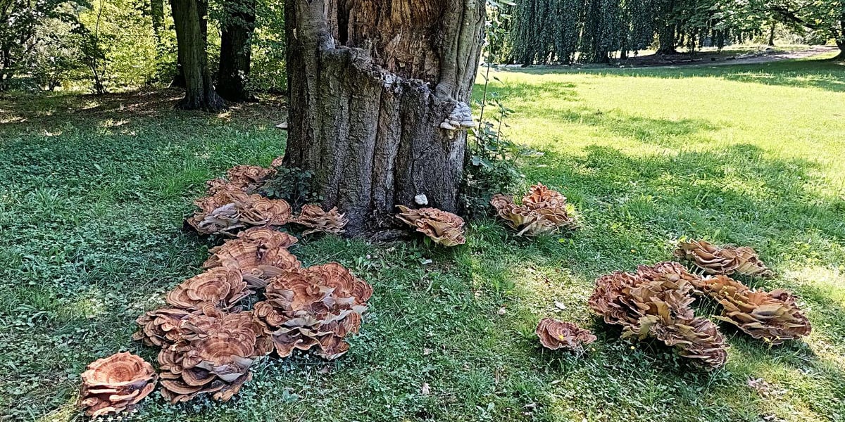 Flagowiec Olbrzymi w parku Szczytnickim we Wrocławiu