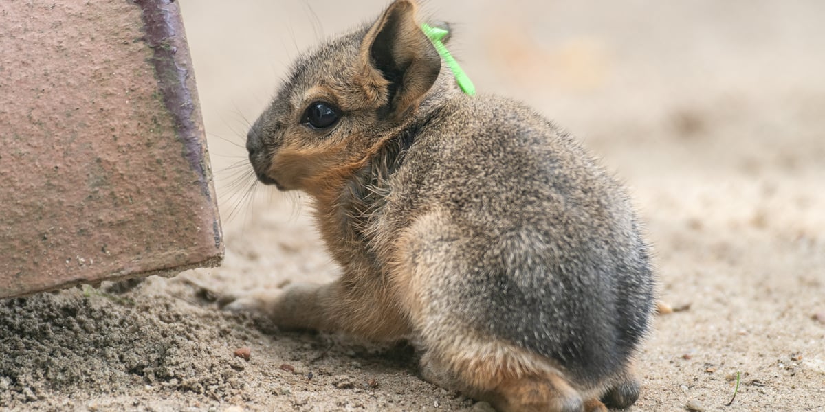 Mała mara patagońska z wrocławskiego zoo