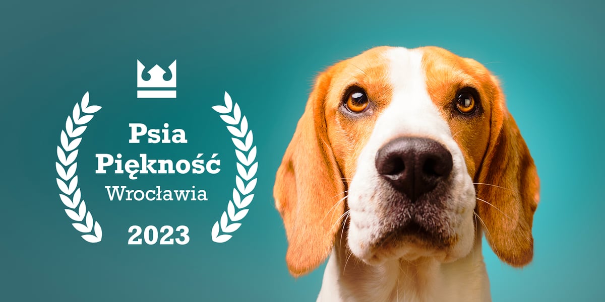 Pies patrzący w obiektyw, po lewej stronie logo konkursu Psia Piękność Wrocławia 2023