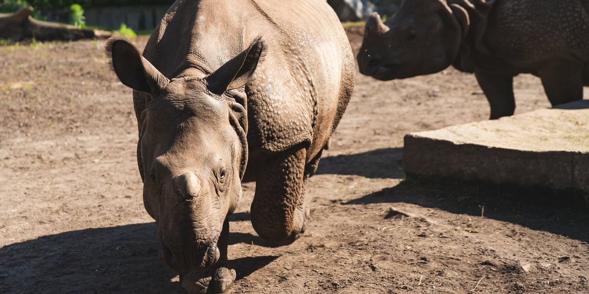 Nosorożec na wybiegu we wrocławskim zoo