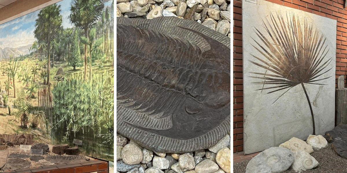 Piknik Paleontologiczny we Wrocławiu. Dwa zdjęcia przedstawiający skamieniałości i jedno z grafiką przedstawiającą wizję świata sprzed milionów lat.