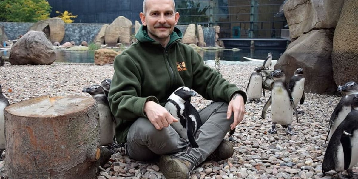Opiekun pingwinów z wrocławskiego zoo, siedzi na wybiegu, na nim jeden z pingwinów