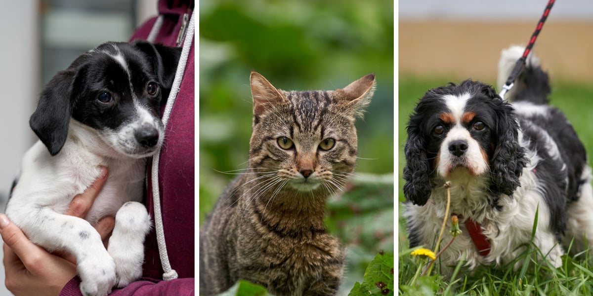 Psy i koty patrzą w obiektyw - możesz je adoptować odwiedzając wrocławskie schronisko dla bezdomnych zwierząt
