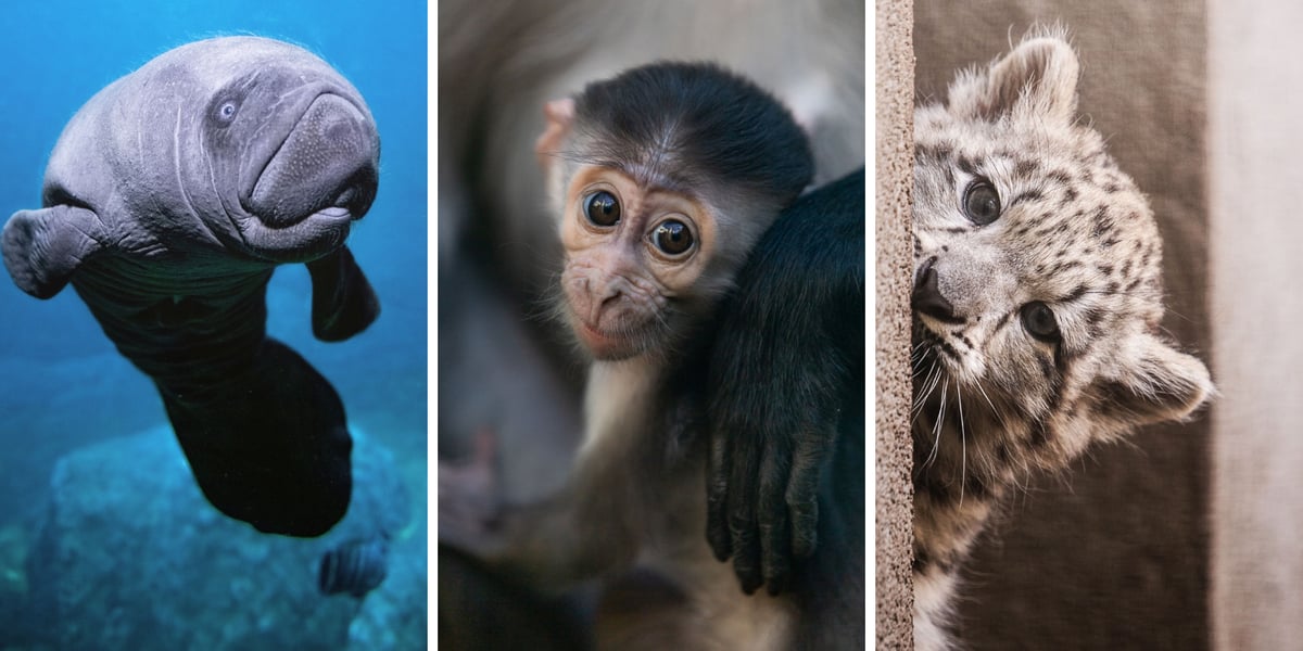 Maluchy z zoo Wrocław. Od lewej manaciątko, obok mangaba i pantera śnieżna, które urodziły się w 2023 r.
