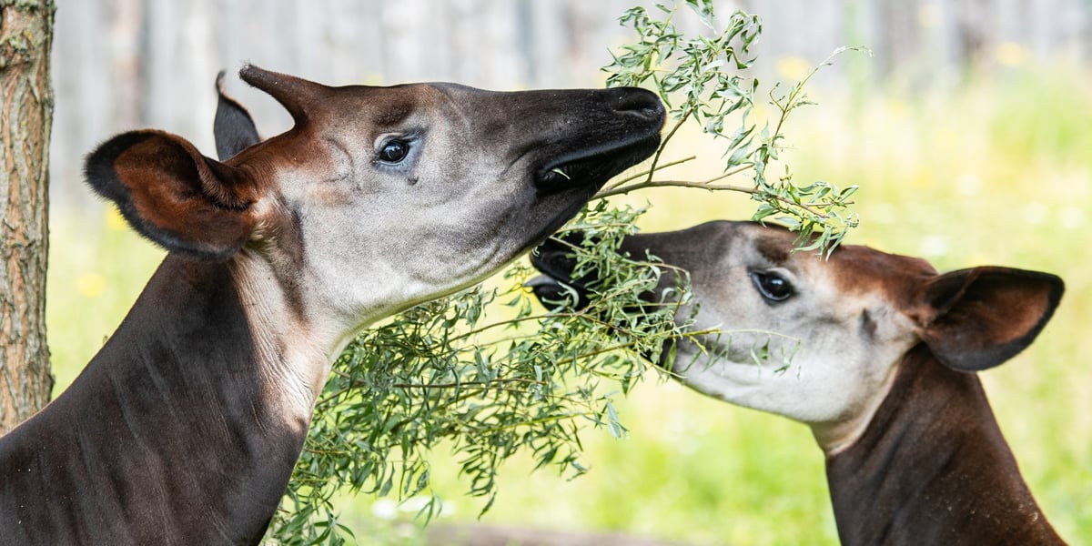 Okapi