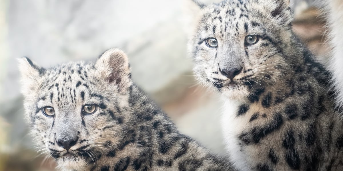 Asha i Kara, kilkumiesięczne pantery śnieżne z wrocławskiego zoo