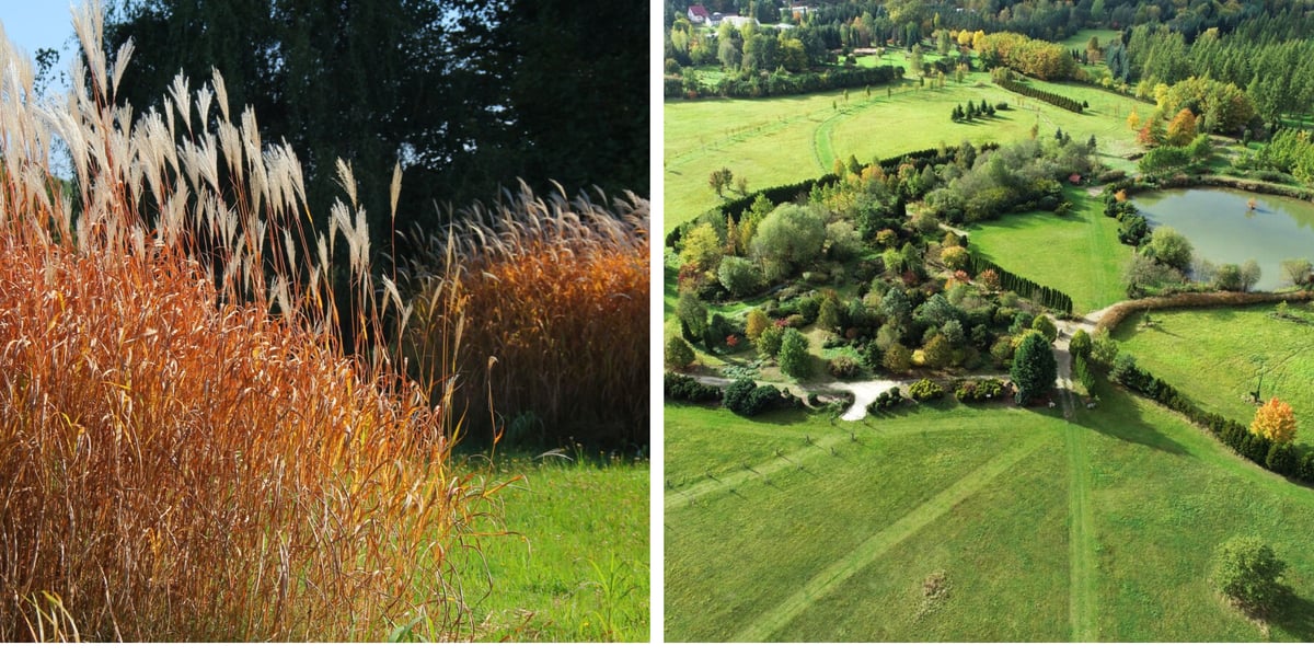 Arboretum Leśne: widok na kolorowe trawy i z góry