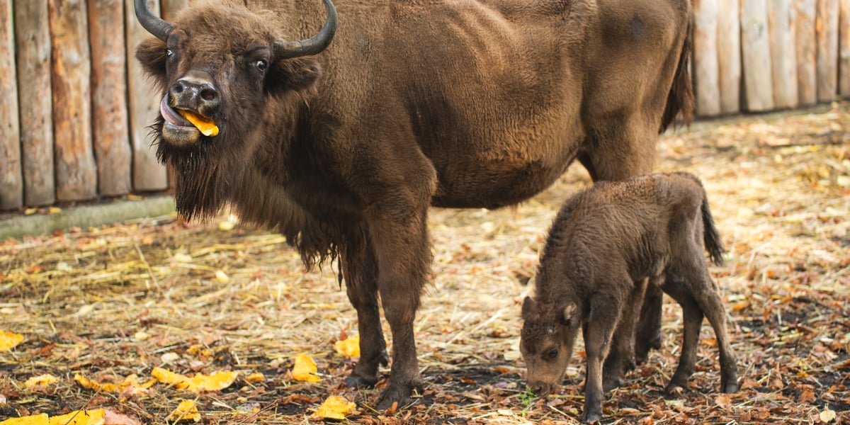 Młode żubry we wrocławskim zoo można już oglądać na wybiegu