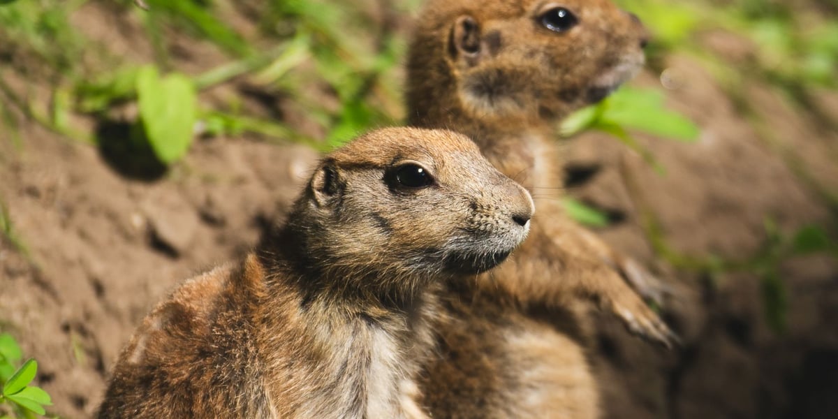 Dwa nieświszczuki, czyli pieski preriowe - nowy gatunek we wrocławskim zoo