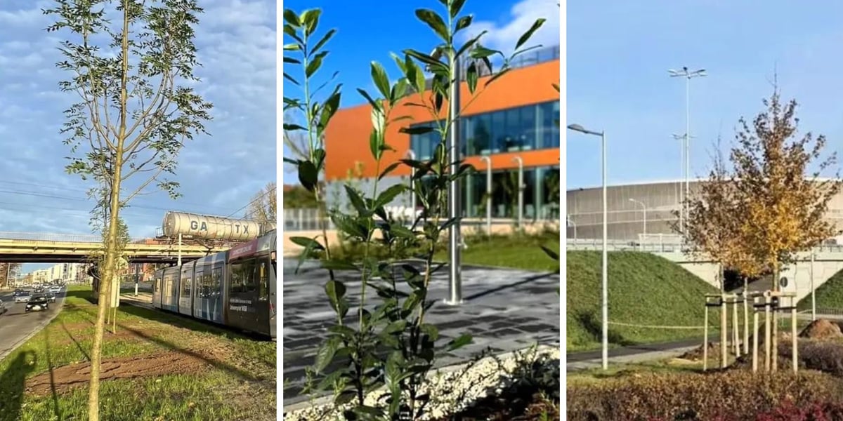 Nowe drzewa w ciągu ulicy Legnickiej uzupełniły wcześniejsze nasadzenia. Sadzonki pojawiły się także przy wrocławskim stadionie Tarczyński Arena oraz przy Aquaparku