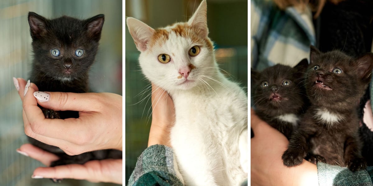 Cztery koty do adopcji z wrocławskiego schroniska dla zwierząt. Poznajcie je i wiele innych!
