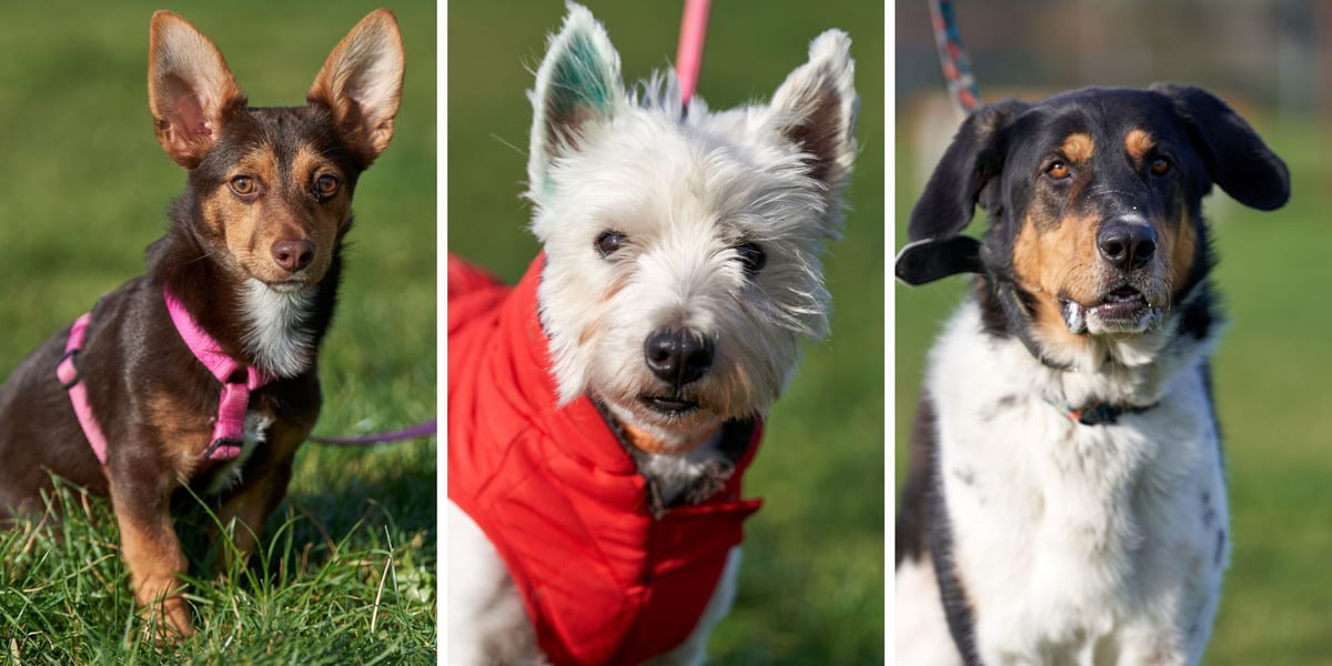 Trzy pieski do adopcji z wrocławskiego schroniska: Mateuszek, Figo i Ernest. Poznajcie pozostałe!