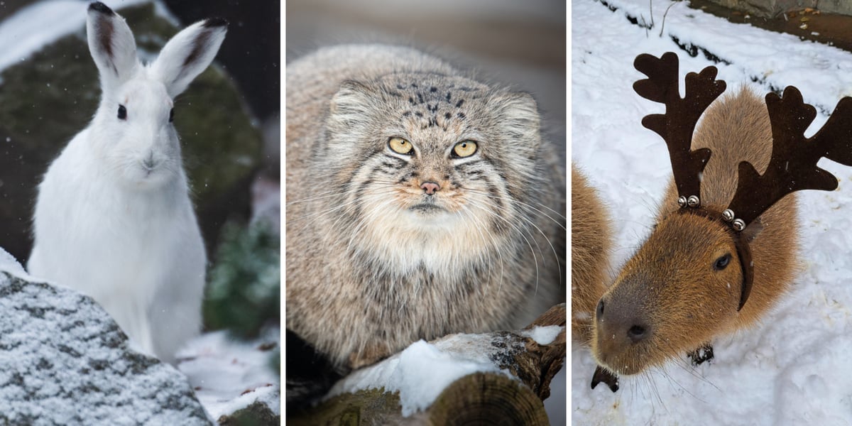 Kolaż trzech zimowych zdjęć z zoo: zając bielak, manul, kapibara