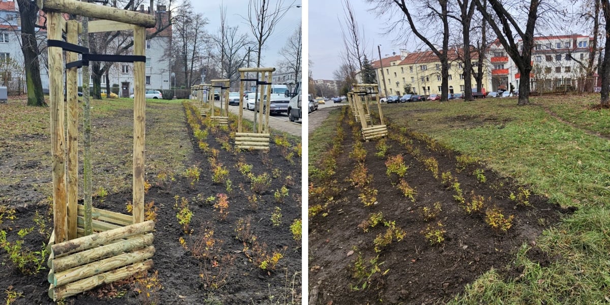 Nasadzenia na Hubach, Gaju i Tarnogaju - 13 grudnia 2023 r.