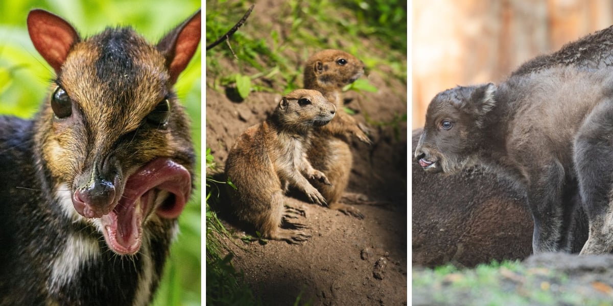 Kanczyl filipiński, pieski preriowe i żubry - to m.in. nowi mieszkańcy Zoo Wrocław