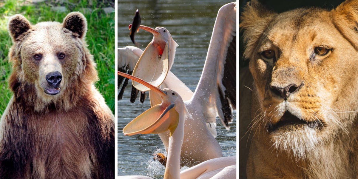 Kolaż trzech zdjęć przedstawiających najstarsze zwierzęta we Wrocławskim zoo
