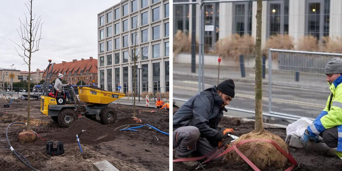 Sadzenie pierwszych drzew na placu Nowy Targ
