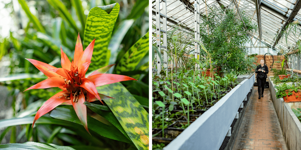 Ogród Botaniczny i rośliny w szklarniach