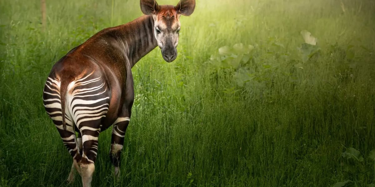 Okapi