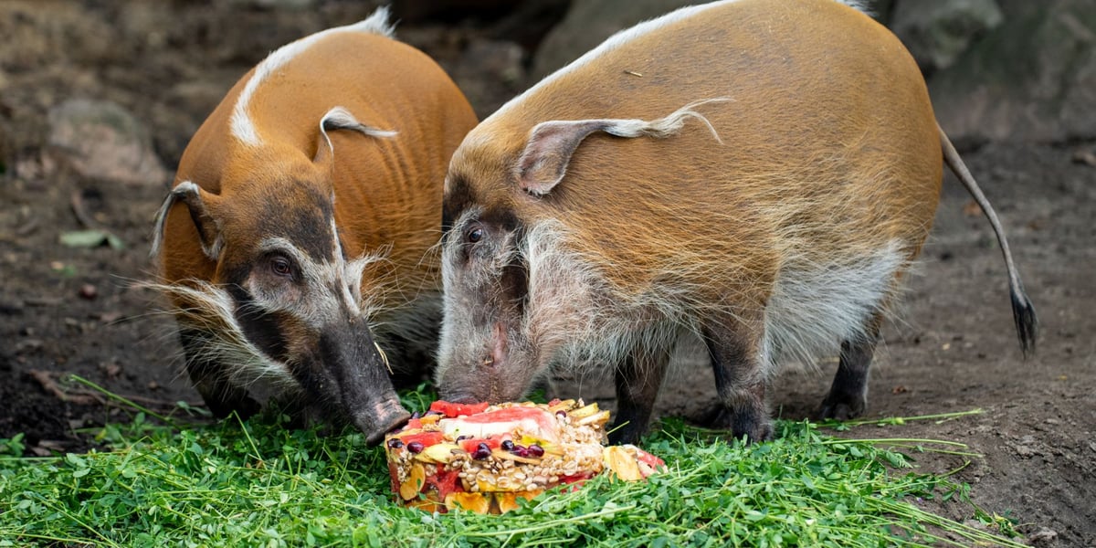 Dwie świnie rzeczne z wrocławskiego zoo pałaszujące owoce i warzywa