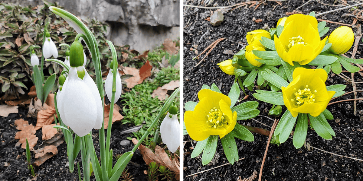 Kwiaty z Ogrodu Botanicznego UWr. Z lewej białe śnieżyczki przebiśniegi, z prawej ranniki