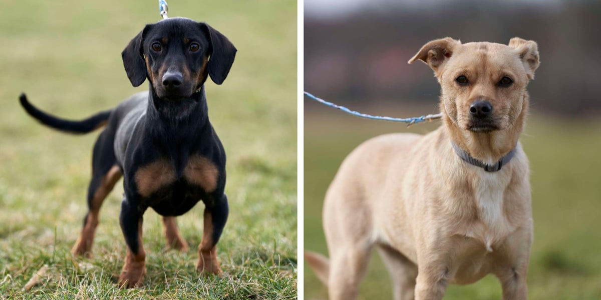 Na zdjęciu dwa pieski (Jakub i Nelly), które czekają na adopcję z wrocławskiego schroniska dla zwierząt