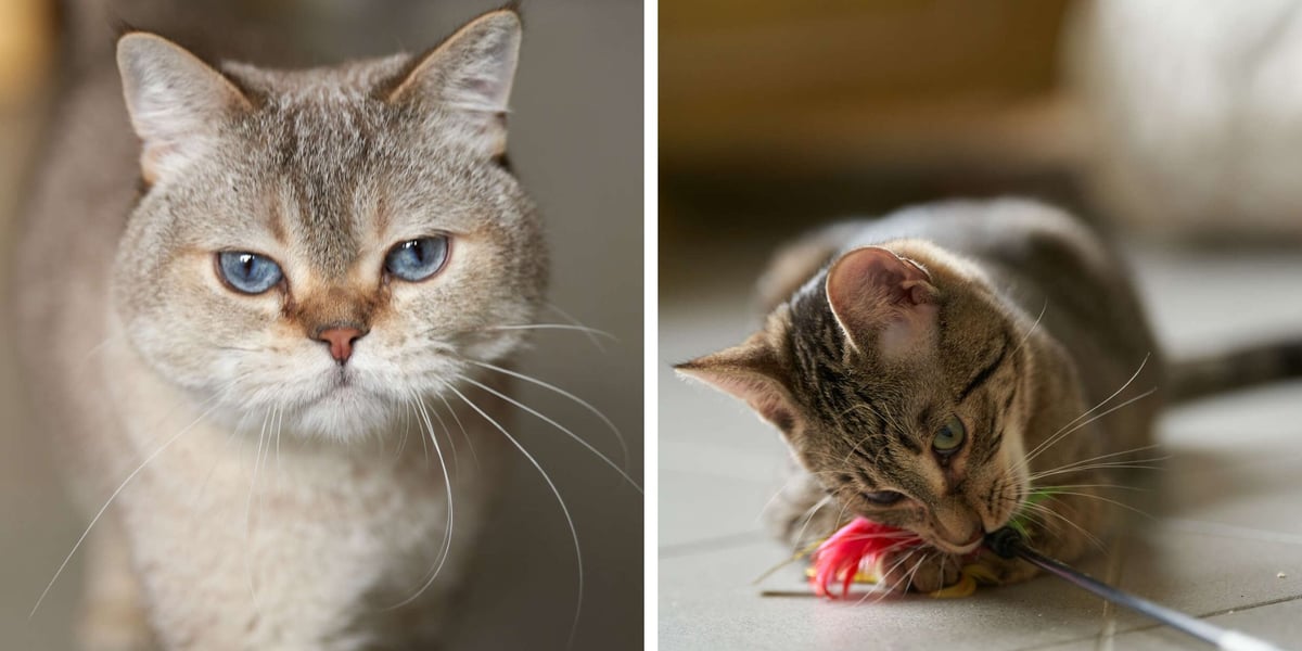 Koty do adopcji z wrocławskiego schroniska. Poznajcie je! Z lewej Kiziol, z prawej kocurek Leo
